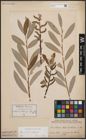 Foto von Salix cinerea L. x Salix eleagnos Scop.